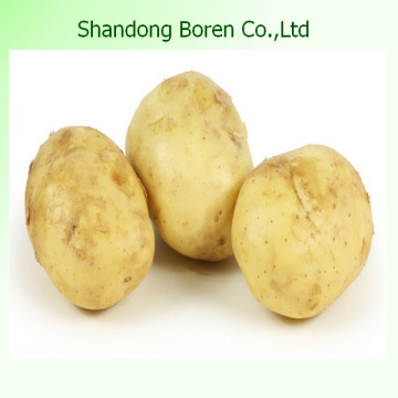 Top Quality Competitive Price Fresh Potato